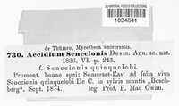 Aecidium senecionis image
